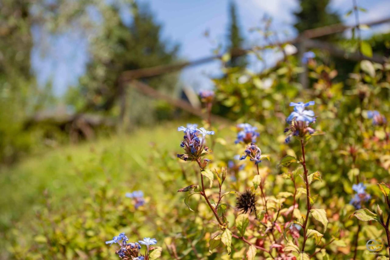 Terre di Melazzano - Le Case di Chiara Greve in Chianti Esterno foto